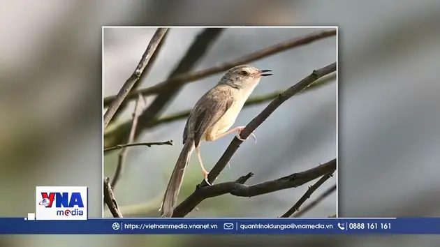 Quảng Trị phát hiện, ghi nhận 4 loài chim quý hiếm