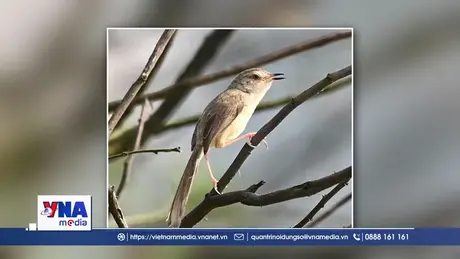 Quảng Trị phát hiện, ghi nhận 4 loài chim quý hiếm