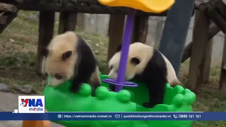 Hai cặp gấu trúc sinh đôi “gây sốt” ở Trung Quốc