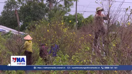 Nông dân, hợp tác xã TP. HCM “vào guồng” sản xuất sau Tết