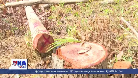 Gia Lai phát hiện hàng chục cây gỗ bị cưa hạ trái phép ở Ia Púch