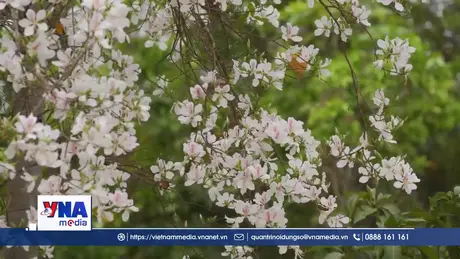 Điện Biên rực rỡ mùa hoa ban