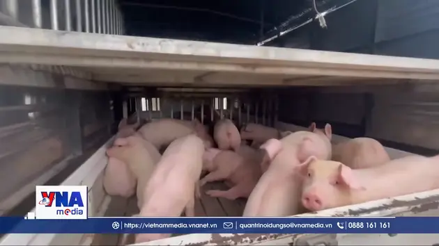 Đường dây mua bán heo giống không rõ nguồn gốc trên mạng xã hội