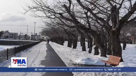 Giữ sắc anh đào nơi cực Bắc Nhật Bản