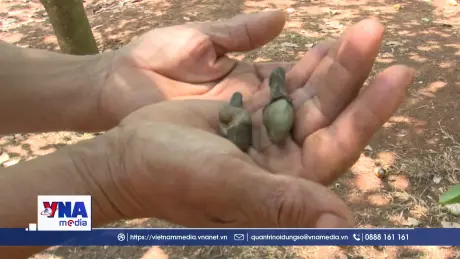 Thủ phủ điều Đồng Nai thiệt hại do mưa trái mùa liên tục