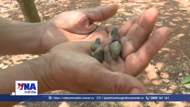 Thủ phủ điều Đồng Nai thiệt hại do mưa trái mùa liên tục