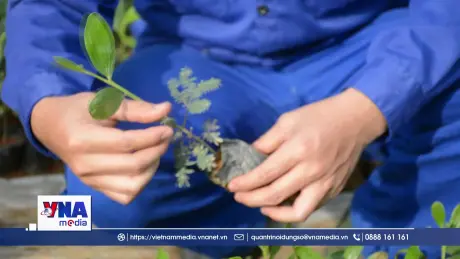 Sẵn sàng nguồn cây giống chất lượng cho vụ trồng rừng 2026