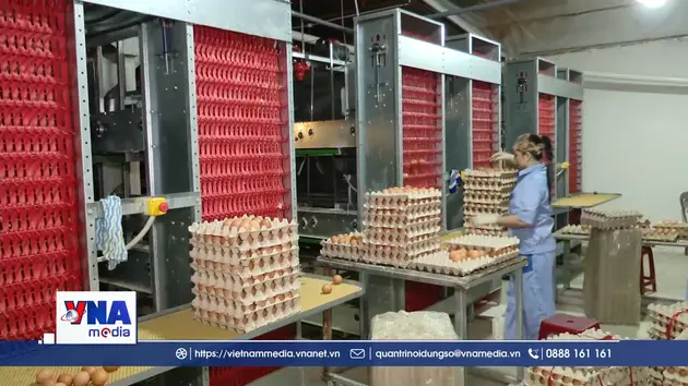 Quảng Trị: Giải bài toán “Nông nghiệp xanh” trong ngành chăn nuôi