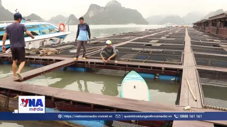 Hải Phòng thúc đẩy nuôi biển công nghiệp