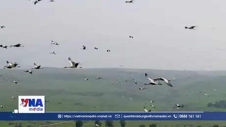 Hàng triệu con chim vẫn đến làm tổ tại Israel bất chấp chiến tranh