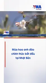Mùa hoa anh đào chính thức bắt đầu tại Nhật Bản