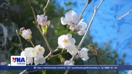 Mùa hoa anh đào chính thức bắt đầu tại Nhật Bản
