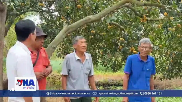 Nông dân Vĩnh Long nâng cao giá trị cây thanh trà