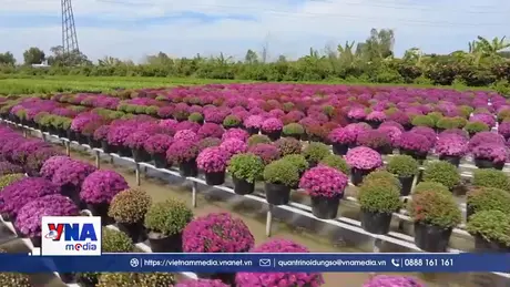 Trồng hoa trên giàn - Nét đặc trưng ở làng hoa trăm tuổi