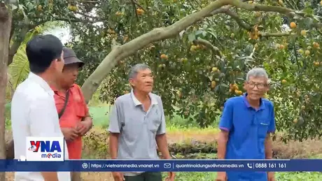 Nông dân Vĩnh Long nâng cao giá trị cây thanh trà