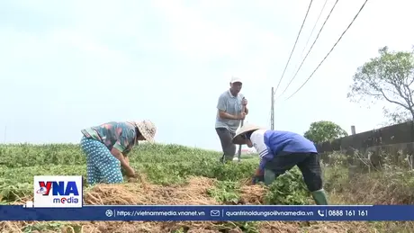 Hiệu quả từ cây dược liệu ngưu tất