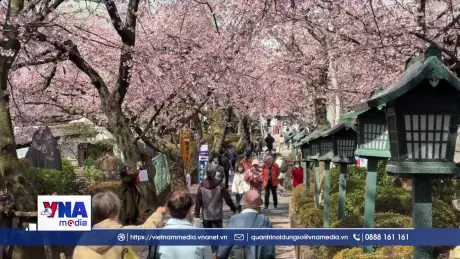 Lễ hội hoa anh đào Angyo tại chùa Mitsuzoin, Nhật Bản