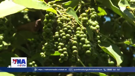 Nâng cao giá hồ tiêu sạch từ vườn trồng hữu cơ