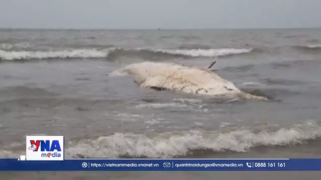 Xác cá voi dài 8m, dạt vào bờ biển Nghệ An