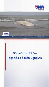 Xác cá voi dài 8m, dạt vào bờ biển Nghệ An