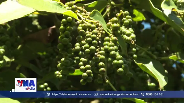 Nâng cao giá hồ tiêu sạch từ vườn trồng hữu cơ