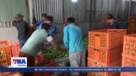 Liên kết mở rộng thị trường xuất khẩu chanh không hạt Vĩnh Long