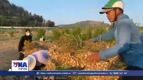 Một mùa tỏi kém vui tại Lý Sơn