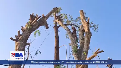 Cần Thơ di dời nhiều cổ thụ, gỡ khó cho dự án thư viện 150 tỷ