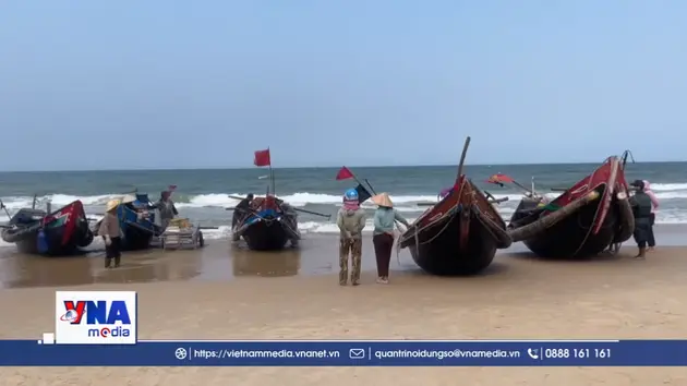 Ngư dân Quảng Trị được mùa sứa biển