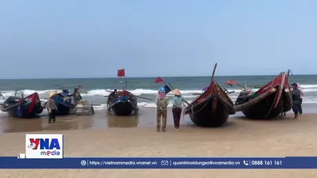 Ngư dân Quảng Trị được mùa sứa biển