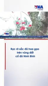 Rực rỡ sắc đỏ hoa gạo trên vùng đất cố đô Ninh Bình