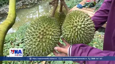 An Giang: Sầu riêng trái vụ giá cao, nông dân phấn khởi