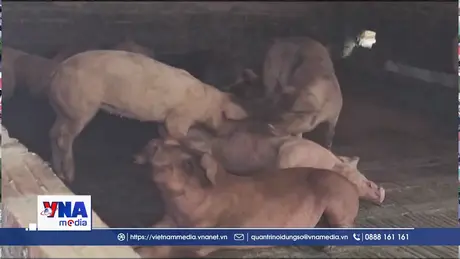 Ô nhiễm bủa vây khu dân cư vì chuồng lợn dựng trái phép