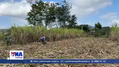 Chuỗi liên kết sản xuất và tiêu thụ mía đường gặp khó do đường nhập lậu