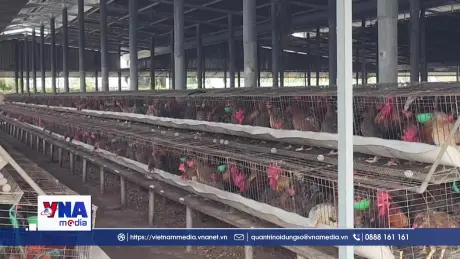 Trại nuôi gà quy mô lớn ở Đồng Tháp gây ô nhiễm kéo dài
