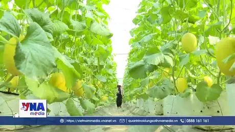 Nông dân, hợp tác xã linh hoạt sản xuất, giảm chi phí đầu vào