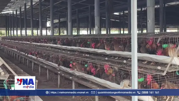 Trại nuôi gà quy mô lớn ở Đồng Tháp gây ô nhiễm kéo dài