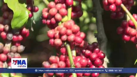 Khát vọng kiến tạo tầm nhìn mới cho cà phê Việt