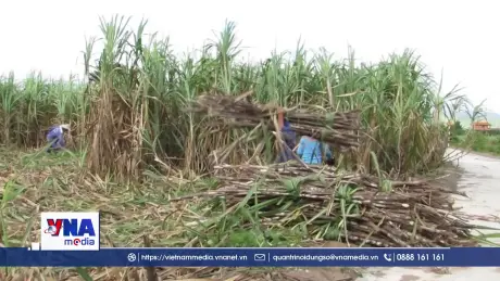 Liên kết doanh nghiệp và nông dân trong sản xuất mía