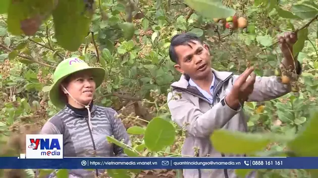 Điều tăng giá, nông dân vẫn thất thu do mất mùa