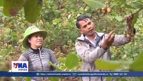 Điều tăng giá, nông dân vẫn thất thu do mất mùa