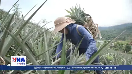 Nâng tầm nông sản Điện Biên từ bảo hộ nhãn hiệu