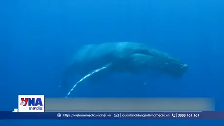 Phát hiện cá voi nhà táng biết 