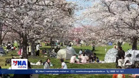 “Hanami” - lễ hội văn hóa độc đáo của Nhật Bản