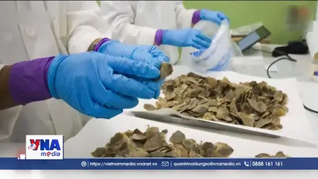 Singapore thu giữ lô hàng vảy tê tê lớn kỷ lục