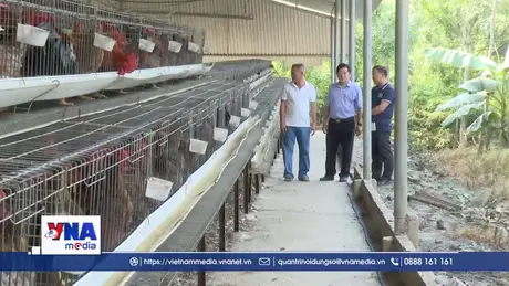 Nuôi gà tre giống mang lại hiệu quả kinh tế