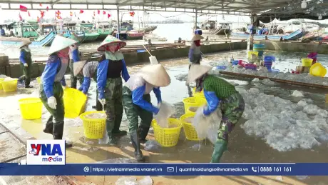 Sứa về ít, nhiên liệu tăng, ngư dân thêm khó