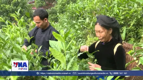 Chàng thanh niên người Tày với thương hiệu Chè Chốt 468
