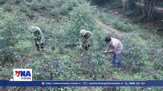 Giữ màu xanh cho những cánh rừng Thái Nguyên