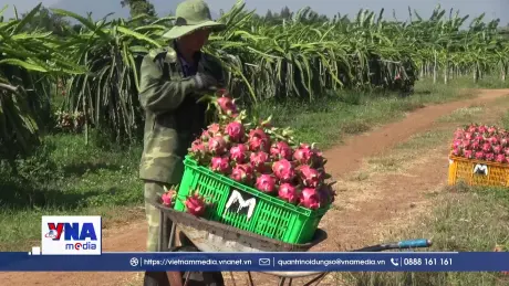 Tăng cường giám sát mã số vùng trồng thanh long xuất khẩu